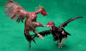 Đá Gà GA28 Tại AE888