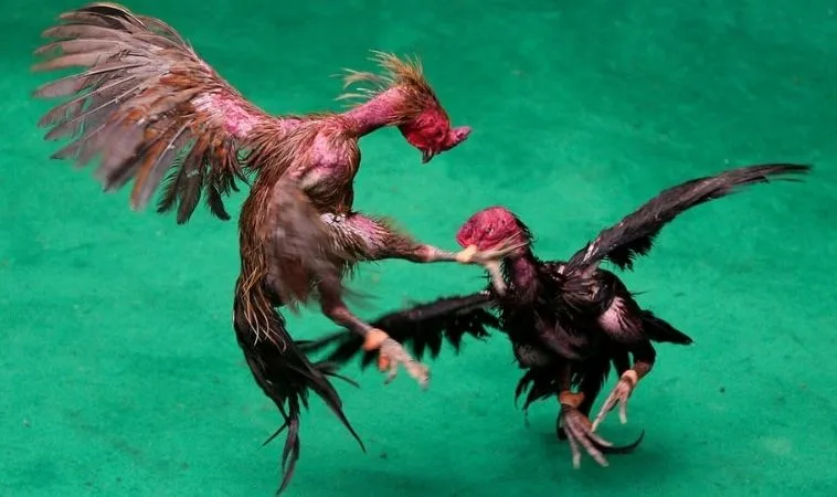 Cách Chơi Đá Gà GA28 Tại AE888 Trải Nghiệm Sảnh Cược VIP 1 Đá Gà GA28 Tại AE888