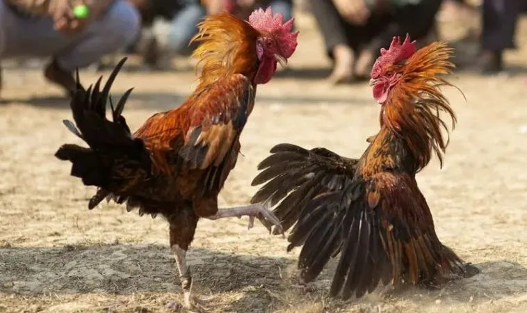 Chinh Phục Đấu Trường Đá Gà WS168 Tại AE888 Cực Đỉnh 1 Đá Gà WS168 Tại AE888