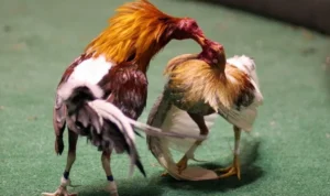 Đá Gà Sabong Tại AE888